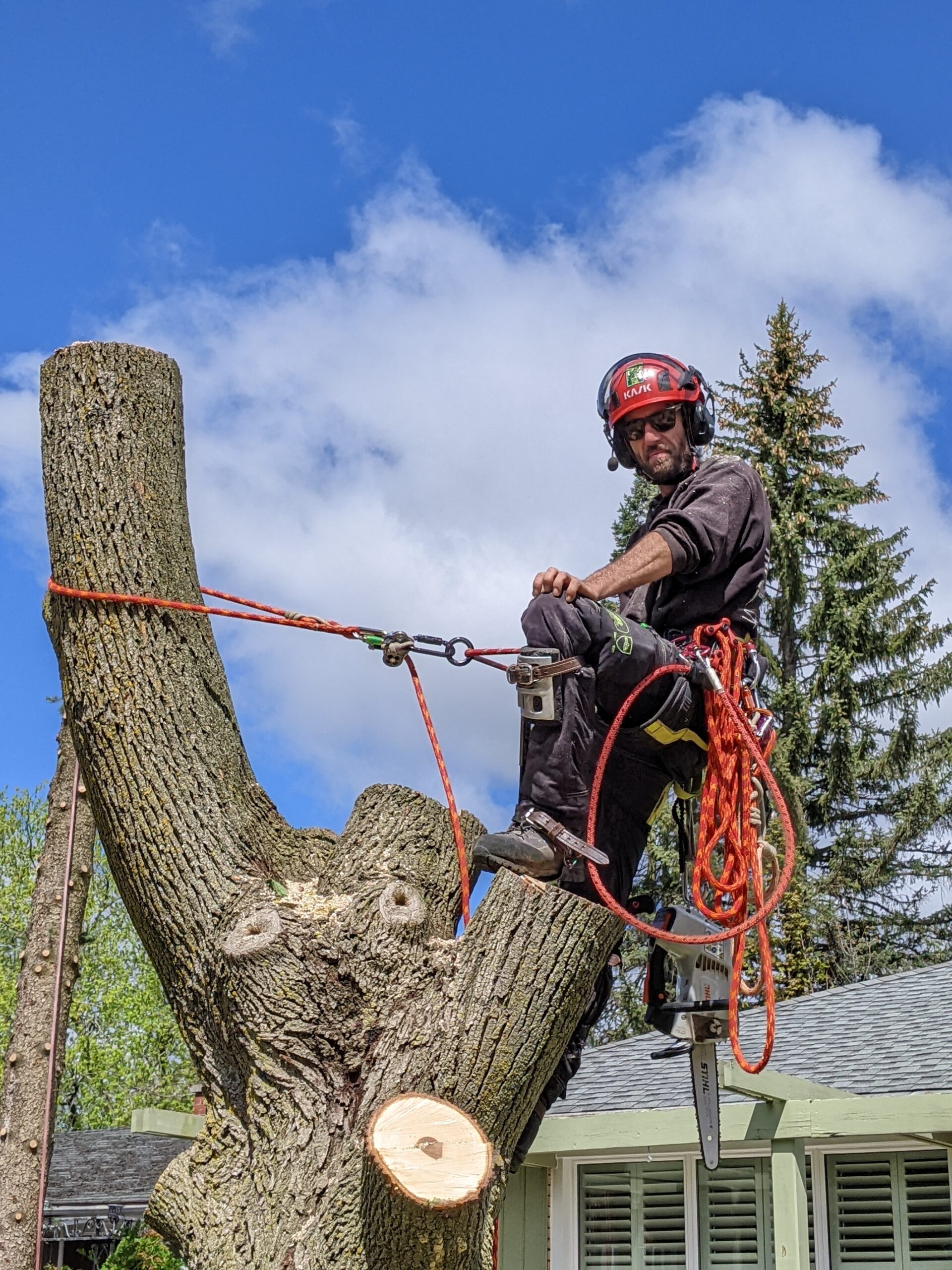 AllGreen Tree Service professional harnessed to tree for removal