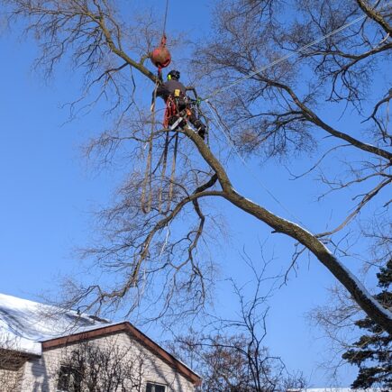 AllGreen Tree Service professional pruning tree above suburban residential home