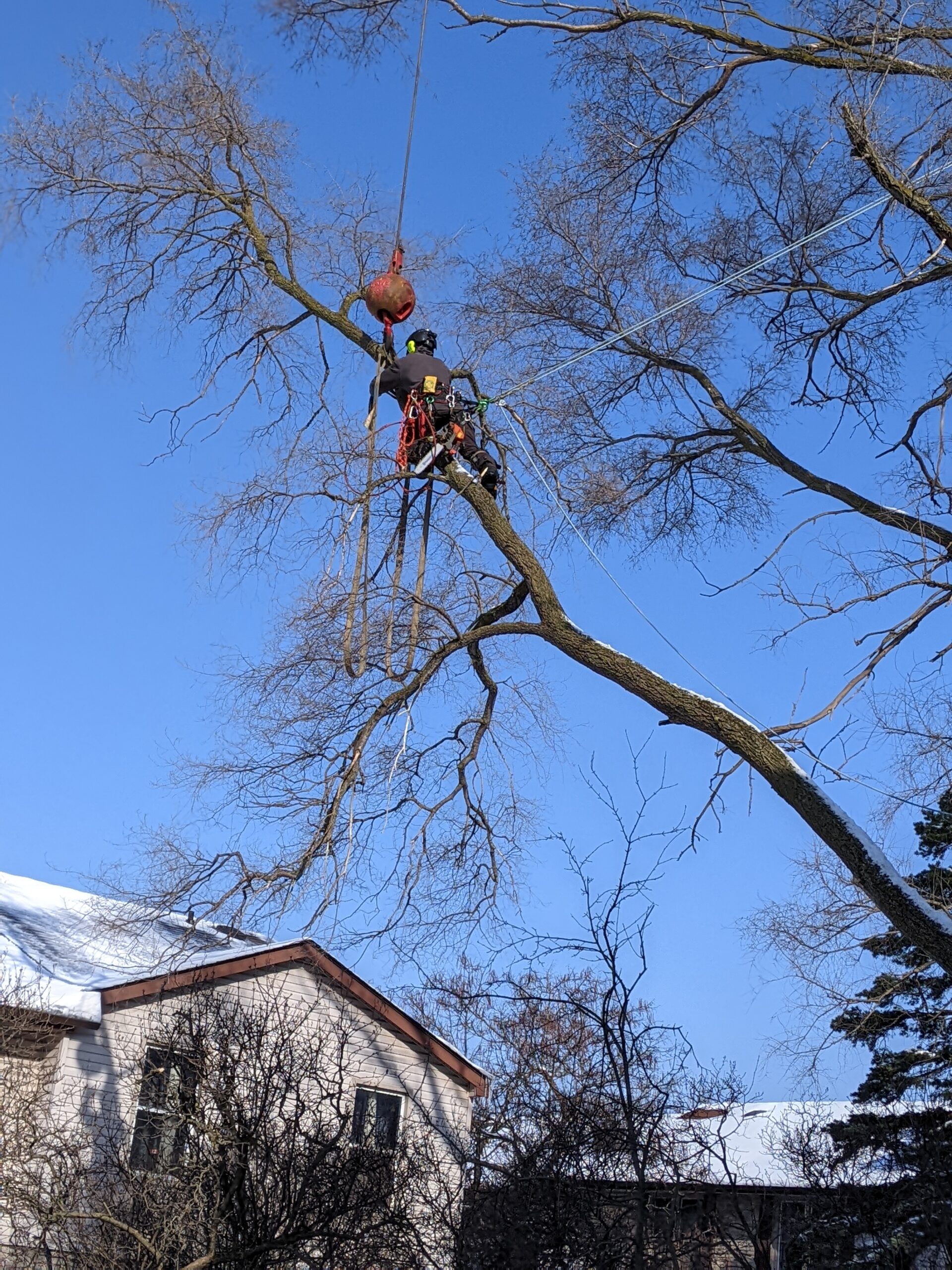 AllGreen Tree Service professional pruning tree above suburban residential home