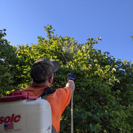 AllGreen Tree Service professional spraying trees for pests