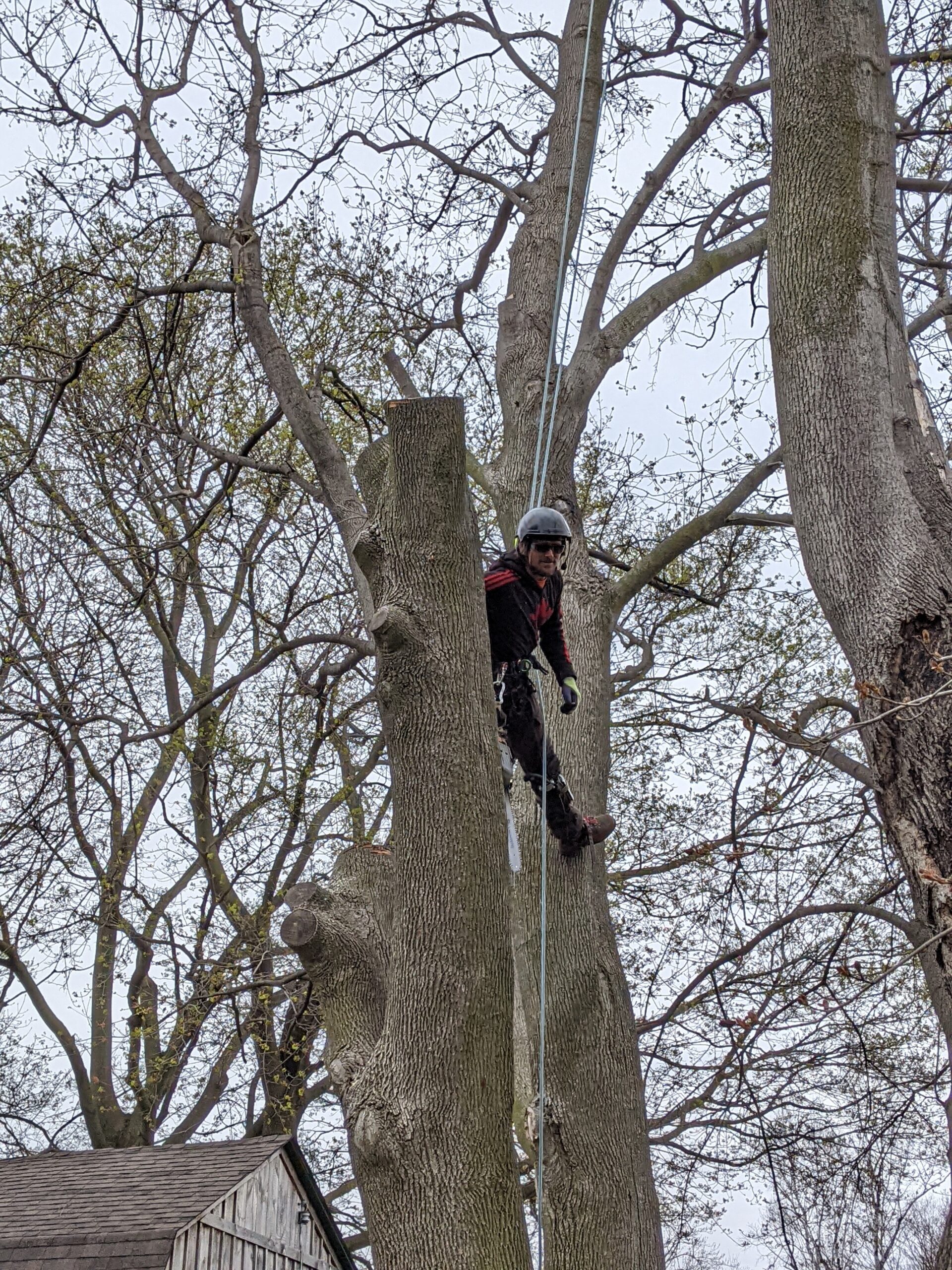AllGreen Tree Service professional straddling two trees during pruning process