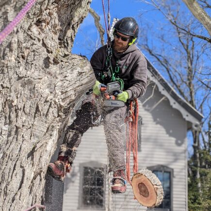 AllGreen Tree Service professional suspended from tree removing branch with chainsaw