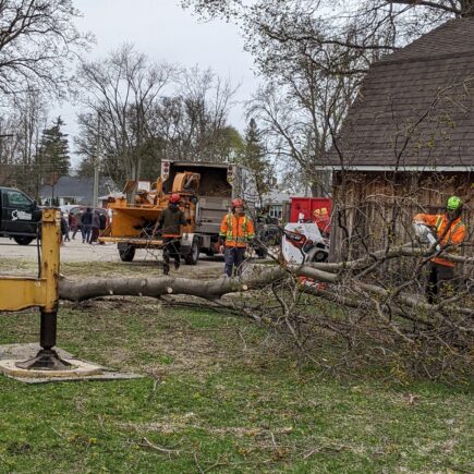 AllGreen Tree Service team preparing to remove debris after tree removal