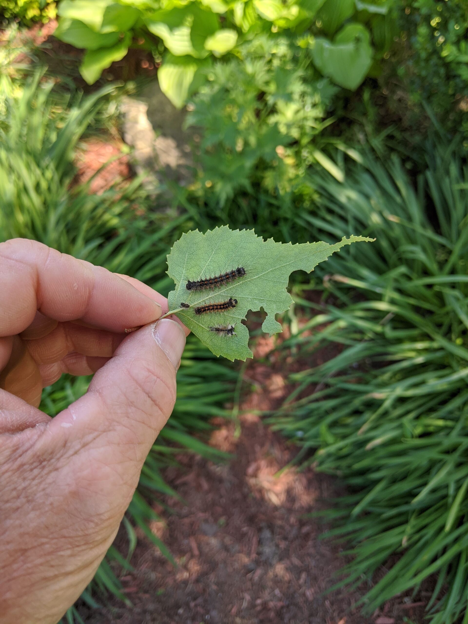 Pest-Management-specialist-showing-caterpillar-on-leaf
