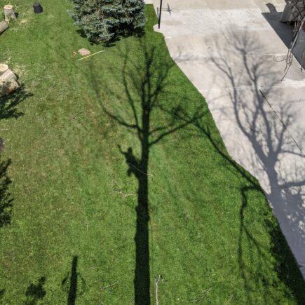View of freshly planted trees from top of established growth