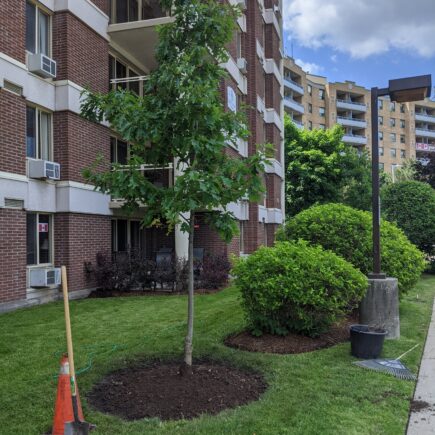 planting-trees-in-front-of-apartment-complex-for-commercial-landlord