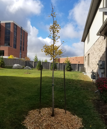a freshly planted tree